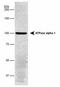 ATPase Na+/K+ Transporting Subunit Alpha 1 antibody, NB300-146, Novus Biologicals, Western Blot image 