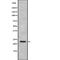 Sin3A Associated Protein 30 antibody, abx218437, Abbexa, Western Blot image 