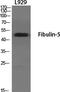 DANCE antibody, PA5-50961, Invitrogen Antibodies, Western Blot image 