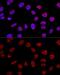 BCAS2 Pre-MRNA Processing Factor antibody, GTX33035, GeneTex, Immunocytochemistry image 