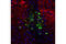 CART Prepropeptide antibody, 14547S, Cell Signaling Technology, Immunofluorescence image 