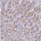 CDC91L1 antibody, NBP2-30691, Novus Biologicals, Immunohistochemistry frozen image 