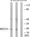 Mediator Complex Subunit 18 antibody, TA315538, Origene, Western Blot image 