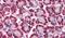 STEAP4 Metalloreductase antibody, PA5-34225, Invitrogen Antibodies, Immunohistochemistry frozen image 
