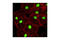High Mobility Group Box 1 antibody, 3935S, Cell Signaling Technology, Immunocytochemistry image 