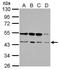 RNA Binding Motif Protein 22 antibody, PA5-31469, Invitrogen Antibodies, Western Blot image 