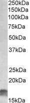 CXADR Like Membrane Protein antibody, 42-139, ProSci, Enzyme Linked Immunosorbent Assay image 