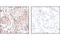 Beta-Actin antibody, 4970L, Cell Signaling Technology, Immunohistochemistry paraffin image 