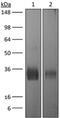 Cytotoxic T-Lymphocyte Associated Protein 4 antibody, GTX13996, GeneTex, Western Blot image 