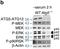 Autophagy Related 5 antibody, NB110-53818, Novus Biologicals, Western Blot image 