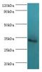 TNFRSF1A Associated Via Death Domain antibody, LS-C377531, Lifespan Biosciences, Western Blot image 