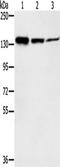 Structural Maintenance Of Chromosomes 2 antibody, TA351726, Origene, Western Blot image 