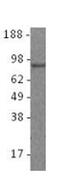 PR/SET Domain 1 antibody, 14-5963-80, Invitrogen Antibodies, Western Blot image 