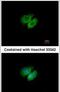 AHSA1 antibody, PA5-27672, Invitrogen Antibodies, Immunofluorescence image 