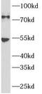 GRB2 Associated Binding Protein 1 antibody, FNab10005, FineTest, Western Blot image 