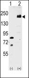 LDL Receptor Related Protein 6 antibody, PA5-13145, Invitrogen Antibodies, Western Blot image 