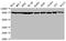 Heat Shock Protein 90 Alpha Family Class A Member 1 antibody, CSB-RA010802A0HU, Cusabio, Western Blot image 