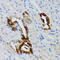 Growth Factor Receptor Bound Protein 2 antibody, 19-796, ProSci, Immunohistochemistry paraffin image 