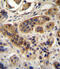 Acyl-CoA Oxidase 1 antibody, abx031615, Abbexa, Immunohistochemistry frozen image 