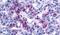F2R Like Trypsin Receptor 1 antibody, PA5-33526, Invitrogen Antibodies, Immunohistochemistry frozen image 