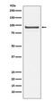 Cell Division Cycle 27 antibody, M03905, Boster Biological Technology, Western Blot image 