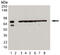 Heat Shock Protein Family A (Hsp70) Member 8 antibody, MBS565020, MyBioSource, Western Blot image 