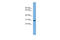 Non-Specific Cytotoxic Cell Receptor Protein 1 Homolog (Zebrafish) antibody, ARP54371_P050, Aviva Systems Biology, Western Blot image 