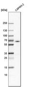 Acyl-CoA Synthetase Long Chain Family Member 5 antibody, HPA007162, Atlas Antibodies, Western Blot image 