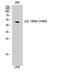 CD213a1 antibody, STJ90718, St John