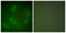 Heat Shock Protein Family H (Hsp110) Member 1 antibody, abx013111, Abbexa, Western Blot image 