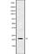 Ornithine Decarboxylase Antizyme 2 antibody, PA5-68259, Invitrogen Antibodies, Western Blot image 