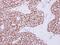 RAD50 Double Strand Break Repair Protein antibody, GTX119731, GeneTex, Immunohistochemistry paraffin image 