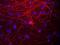 Neurofilament Medium antibody, GTX30667, GeneTex, Immunofluorescence image 