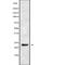 Mitochondrial Ribosomal Protein L48 antibody, abx217562, Abbexa, Western Blot image 