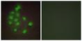Heart And Neural Crest Derivatives Expressed 1 antibody, abx013352, Abbexa, Western Blot image 