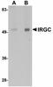 Immunity Related GTPase Cinema antibody, LS-B5020, Lifespan Biosciences, Western Blot image 