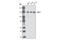 Tight Junction Protein 3 antibody, 3704T, Cell Signaling Technology, Western Blot image 