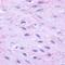 Thyrotropin Releasing Hormone Receptor antibody, orb85403, Biorbyt, Immunohistochemistry paraffin image 