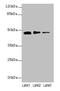 Serine Protease 35 antibody, CSB-PA839792LA01HU, Cusabio, Western Blot image 