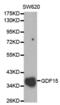 Growth Differentiation Factor 15 antibody, abx000584, Abbexa, Western Blot image 