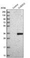 CUE Domain Containing 2 antibody, NBP1-88538, Novus Biologicals, Western Blot image 