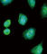 Albumin antibody, abx032860, Abbexa, Western Blot image 