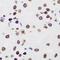 IKAROS Family Zinc Finger 1 antibody, orb340787, Biorbyt, Immunohistochemistry paraffin image 