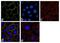 Integrin Linked Kinase antibody, 711291, Invitrogen Antibodies, Immunofluorescence image 