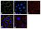 Integrin Linked Kinase antibody, 711291, Invitrogen Antibodies, Immunofluorescence image 