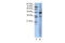 Serum Response Factor antibody, 31-208, ProSci, Western Blot image 