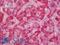 Apelin Receptor antibody, LS-B11592, Lifespan Biosciences, Immunohistochemistry paraffin image 