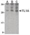 TNF Superfamily Member 15 antibody, LS-C19591, Lifespan Biosciences, Western Blot image 