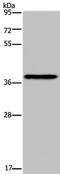 Poly(RC) Binding Protein 4 antibody, PA5-50704, Invitrogen Antibodies, Western Blot image 
