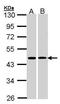 Hydroxy-Delta-5-Steroid Dehydrogenase, 3 Beta- And Steroid Delta-Isomerase 2 antibody, PA5-27791, Invitrogen Antibodies, Western Blot image 